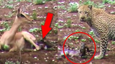 Ընձառյուծի հարձակումից փրկվելու համար եղնիկը լքեց իր վայրկյաններ առաջ ծնված ձագին․ այն, ինչ տեղի ունեցավ րոպեներ անց, ուղղակի անհավատալի է (տեսանյութ)