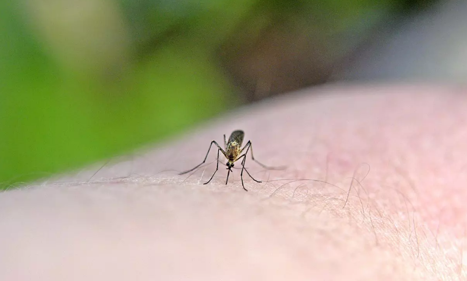 Հայտնի է դարձել մոծակների համար ամենագրավիչ արյան խումբը